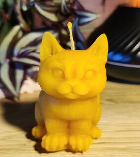 Small cat